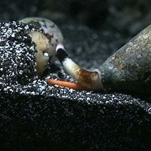 Cone Snails: Versatile Hunters