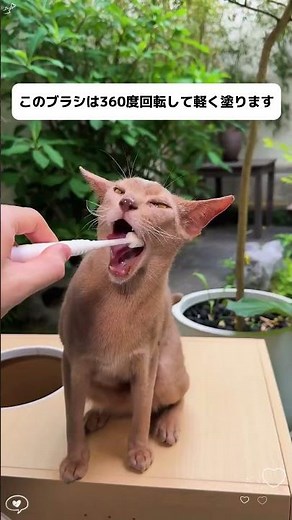 猫が自ら歯磨きする歯ブラシを噛んで食べることができます。歯磨き粉は食用#猫初心者#ペット歯ブラシ#猫#猫用品必須#猫口腔ケア