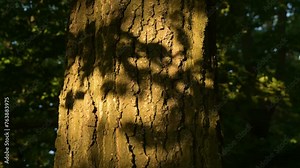 The shadow of leaves in the wind thrown on a tree trunk in the evening