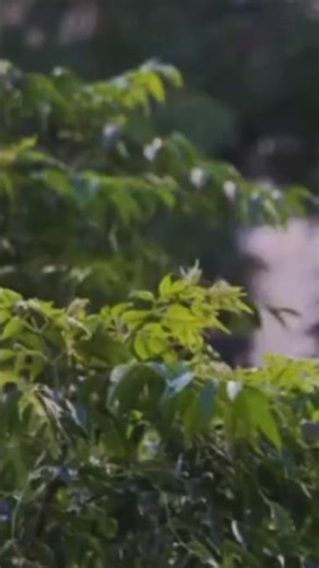 Leaves Blowing in the Wind 🍃 | Peaceful Nature Sounds for Sleep