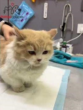 Cette chatte cachait une profonde tristesse 😢🐾