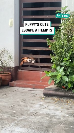 Beagle Puppy's Failed Escape Attempt 🤣 | Furry Tails