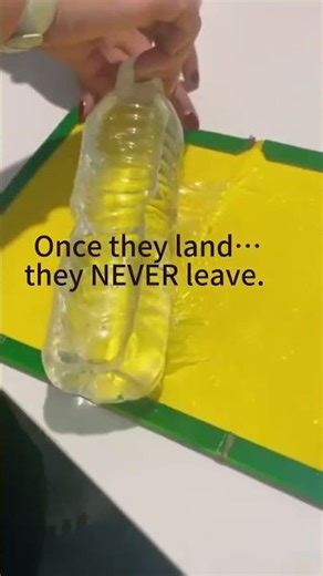 This Sticky Mouse Trap Caught 12 Mice in One Night! (No Poison, No Kill