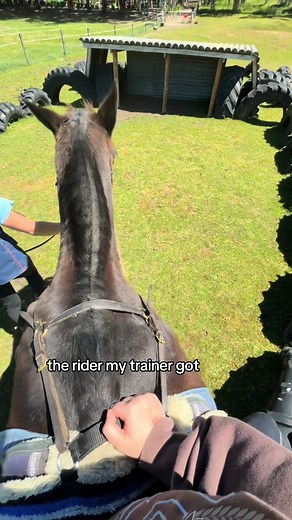 Training Techniques for Equestrian Success