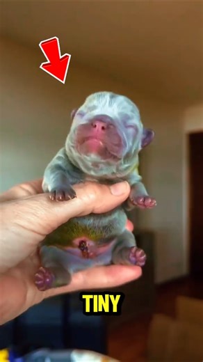 YOU HAVE NEVER SEEN TINY DOGS LIKE THIS!