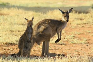 Mooooove Over, Cows! Kangaroo Farts Warm the Earth, Too