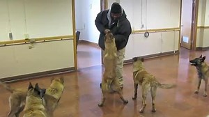 169K views · 1.1K reactions | Scott Dancing with WOLVES ! Scott fighting off 5 mo. old Mal puppies from Regulator Kennel's (youtube-Justin Jostes) | Hunde sind die besten Profis | Facebook