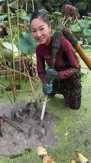 Tips for digging lotus roots!