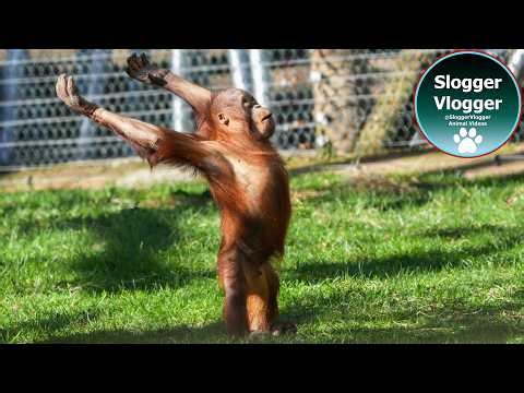 Sunshine and Silliness Orangutan Jim’s Adrenaline Rush