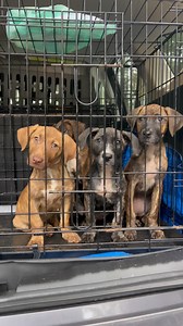 3.7K views · 734 reactions | please excuse the poop explosion!! meet our newest rescue pups  boy it’s been a long week but thanks to 8 fosters, we were able to save these pups from being euthanized! plus mama sugar to the 5 littles who will come to us on 9/20! your new life starts now babies ❤️ | New York Safe Haven Animal Rescue, Inc. | Facebook