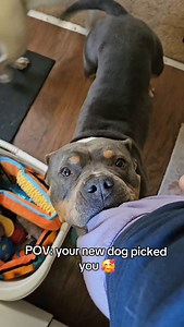 10K views · 1.4K reactions | I'm so thankful Lottie chose me ❤️ my chonky bull-in-a-china-shop meatball 﫶 #MyGirl #TheChosenOne #TheSweetest #MyShadow Follow @maisythebarnhippo for weekly fun 癩 | Maisy the Barn Hippo | Facebook