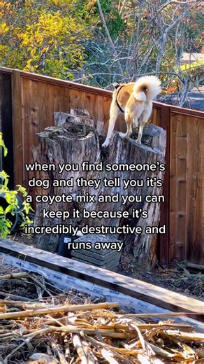 Incredibly Destructive Coydog Traits Explained