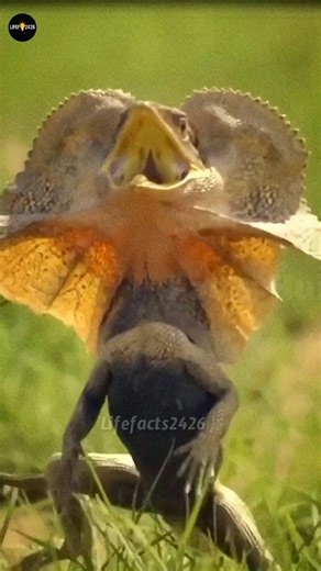 ఆస్ట్రేలియాలో కనిపించే ఈ తొండ నిజంగా ఆశ్చర్యపరుస్తుంది! 😳🦎 (Frilled Neck Lizard) #lizard #facts