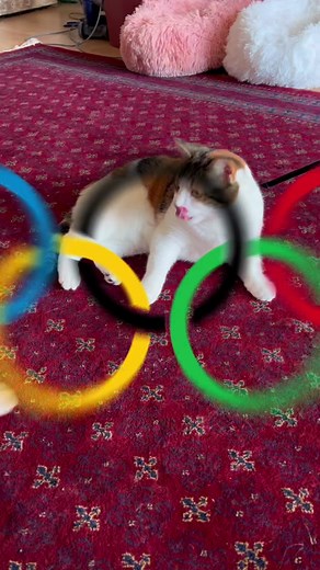 Intense and Entertaining Olympic Cat Wrestling Showdown
