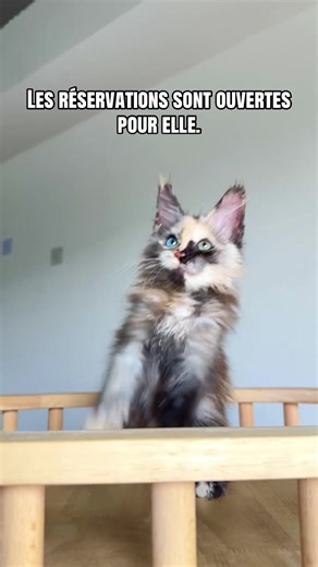 Chat Maine Coon écaille de tortue fumée à réserver