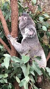 Koala Lets Out a Big Roar in Lone Pine Koala Sanctuary
