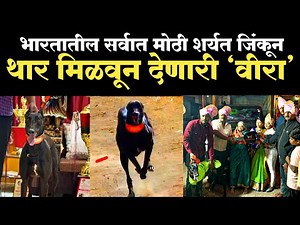 श्वान वीराचा न थांबणारा प्रवास..| veera shwan sharyat 2024