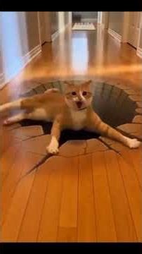 cat prank Wait for the End! 😹#funnyshorts #shortsfeed #viralshorts