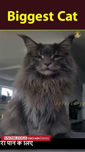 THE BIGGEST MAINE COON CATS | Biggest Cat #facts #reels #lifestyle #shorts