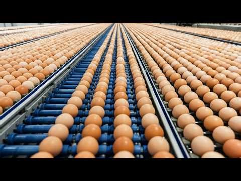 inside the Factory: How Eggs are made?