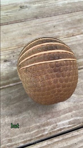 How the Armadillo Rolls into a Ball for Safety #shorts #shortvideo #animaladventures #wildlife