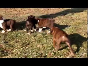 Boxer Puppies For Sale