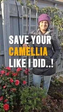 Save Your Camellia Like I Did | From Vine Weevil Disaster to Full Bloom | Purple hat lady