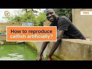 Tips: How to reproduce catfish artificially?