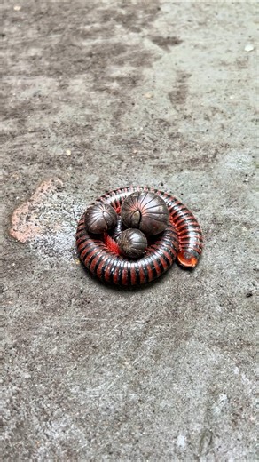 Don’t forget to leave the trio of cute pill millipedes here until a cute millipede comes to hug them