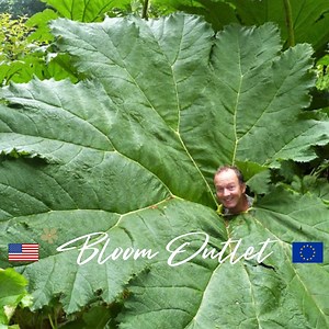 40 Giant Rhubarb Seeds*dinosaur Food*gunnera Manicata*agm Award*one of the Largest Perennials on Earth*leaves 6-10 Ft/1.8-2.4m*to 15ft* - Etsy