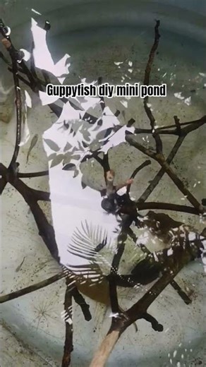 diy mini pond for guppy fish #aquarium #feeds