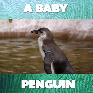 I can't resist penguins! Watching them grow and thrive is such a joy. 🐧❤️ | Nature Bites