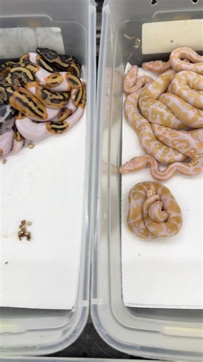 Lots of nice clutches hatched at Royal Constrictor Designs this week! #python #pythonregius #royalpython #ballpythons #ballpythonsofinsta #ballpythonsofig #ballpythonsofinstagram #ballpythonbreeder #ballpythonbreeding #ballpythonmorphs #ballpythonmorphsofinstagram #albinoballpython #clownballpython #piedballpython #bananaballpython #lavenderballpython #royalconstrictordesigns | Royal Constrictor Designs.com