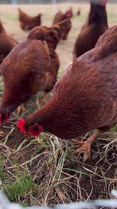 334K views · 6.8K reactions | Here are Benefits of raising laying...