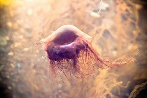 7 Spiritual Meanings of a Jellyfish: The true symbolism