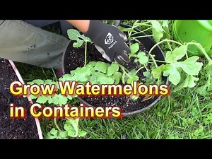 Two Ways to Grow Sugarbaby Watermelons in Containers