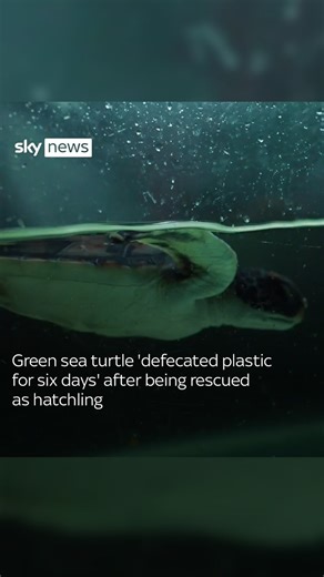 Tama the turtle has been returned to the ocean after 18 months of rehabilitation. When the hatchling turtle was found, he was missing a flipper, had a damaged shell and a stomach full of plastic rubbish. #turtle #plastic #seaturtle #plasticpollution #turtles #seaturtles #turtleplastic #plasticturtle #turtlepoosplastic #plasticfork | Sky News