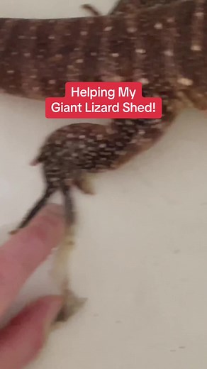 I think this was the first time she shed a lizard glove all in one piece. It was so satisfying to watch it slowly come off. #satisfying #pets #reptiles #tegu #iguana #shedding