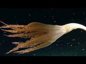 'Mind Is Blown': Rare, Giant Tentacled Sea Creature Spotted in Depths Of The Pacific