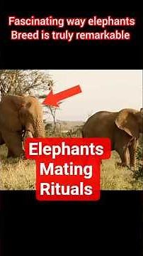 How Elephants Meet is Fascinating #elephantbreeding #elephantmating #documentary