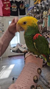 3.9K views · 310 reactions | Meet Pickles, the charming Amazon parrot with a heart as big as her vocabulary! 列 Ready for adoption, Pickles is not just a bird; she's a talkative companion with a sweet disposition. Enrich your life with his colorful presence and endless conversations. Adopt Pickles today and let the chatter begin! Message us to set an appointment! | Paradise Parrot Rescue | Facebook