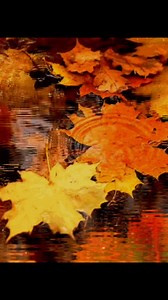 ვერხვის ფოთოლთა 🍂 | მხოლოდ ჩვენ