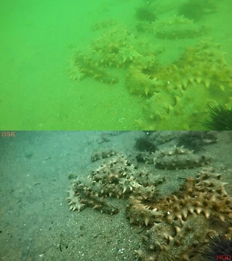 水下图像实时增强-华侨大学戴老师团队