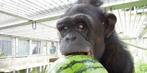 Meet the 24-Year-Old Chimp with Down Syndrome | Clinical And Molecular Dx