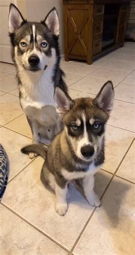 50K views · 1.2K reactions | Someone has zero shame for throwing his little bro under the bus  #huskiesoftiktok #dogs #fyp | Imbluethehusky | Facebook