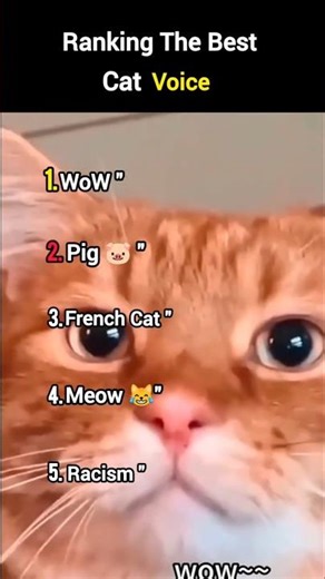 Ranking The Best Cat Voice!