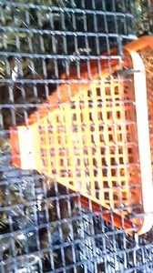 Watch Best Crawfish Trap I Ever Used! on Amazon Live