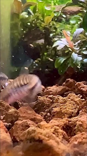 272 reactions · 24 comments | Let’s try and breed the Pygmy Striped Loach! #loach #fishbreeder #fishbreeding #dakuaquatics #fishkeeping #aquarium #aquariumhobby #fish #aquascape #freshwateraquarium #aquariumfish #plantedtank #aquariums #tropicalfish #fishkeeper #aquascaping #aquariumlife #plantedaquarium #nanofish #aquariumsofinstagram #freshwaterfish #freshwatertank #aquascaper #natureaquarium #freshwater #fishofinstagram #nature #nanotank #fishroom | Daku Aquatics | Facebook