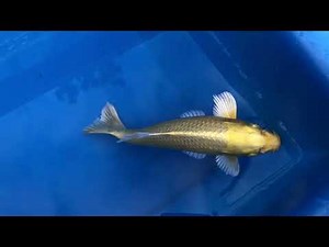 DIY Koi pond build, Drum filter setup & a look at my koi carp.