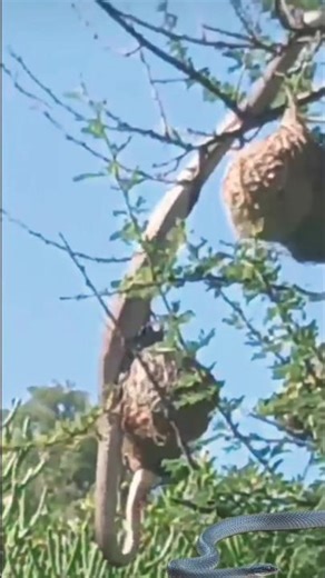 bomslang attacks chicks in the nest